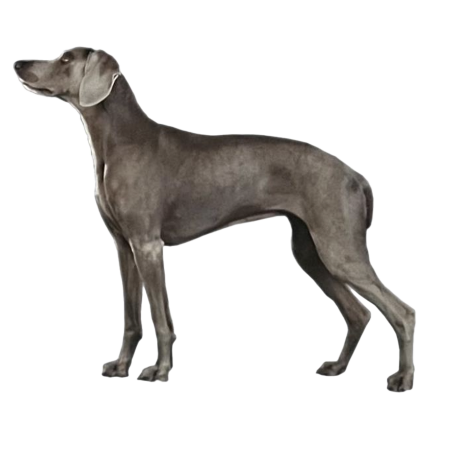 Picture of our weimaraner named Ella.